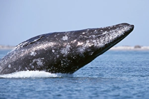 Adult gray whale breaching in San Ignacio Lagoon, Baja, Mexico Adult gray whale breaching in San Ignacio Lagoon, Baja, Mexico