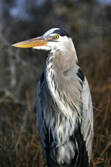 Adult great blue heron close-up (Ardea herodias) at Puerto Egas on Santiago Island in the Adult great blue heron close-up (Ardea herodias) at Puerto Egas on Santiago Island in the
