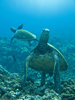 Adult green sea turtle (Chelonia mydas) in the protected marine sanctuary at Honolua Bay on the northwest side of Adult green sea turtle (Chelonia mydas) in the protected marine sanctuary at Honolua Bay on the northwest side of
