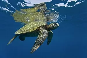 Images Dated 28th June 2008: Adult green sea turtle (Chelonia mydas) in the protected marine sanctuary at Honolua Bay