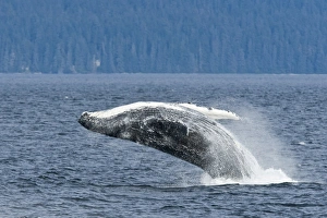 An adult humpback whale breaching (Megaptera novaeangliae) after dissaffiliating from a group co-operatively bubble-net An adult humpback whale breaching (Megaptera novaeangliae) after dissaffiliating from a group co-operatively bubble-net