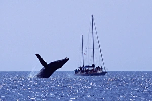 Adult humpback whale breaching near sailboat in the AuAu Channel, Maui, Hawaii, USA.whale watching Adult humpback whale breaching near sailboat in the AuAu Channel, Maui, Hawaii, USA.whale watching