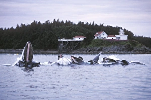 Adult Humpback Whales (Megaptera novaeangliae) bubble-net feeding near the Point Retreat Adult Humpback Whales (Megaptera novaeangliae) bubble-net feeding near the Point Retreat