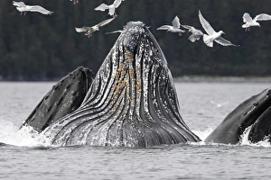 Adult humpback whales (Megaptera novaeangliae) cooperative bubble-net feeding in Iyoukeen Bay, southeast Alaska, USA Adult humpback whales (Megaptera novaeangliae) cooperative bubble-net feeding in Iyoukeen Bay, southeast Alaska, USA