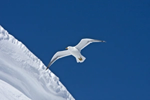 An adult kelp gull (Larus dominicanus) in flight near the Antarctic peninsula in the southern ocean An adult kelp gull (Larus dominicanus) in flight near the Antarctic peninsula in the southern ocean