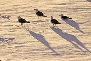 Adult kelp gulls (Larus dominicanus) on an ice floe at sunset near the Antarctic peninsula in the southern ocean Adult kelp gulls (Larus dominicanus) on an ice floe at sunset near the Antarctic peninsula in the southern ocean