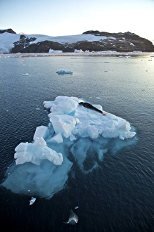 Adult leopard seal on ice floe in Antarctica. The Leopard seal (Hydrurga leptonyx Adult leopard seal on ice floe in Antarctica. The Leopard seal (Hydrurga leptonyx