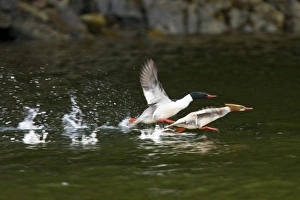 Adult male and female common mergansers (Mergus merganser) in breeding plumage in Gambier Bay on Admiralty Island Adult male and female common mergansers (Mergus merganser) in breeding plumage in Gambier Bay on Admiralty Island