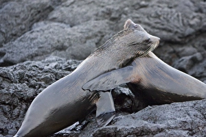 Adult male Galapagos fur seals (Arctocephalus galapagoensis) mock-fighting on lava flow of Santiago Island in Adult male Galapagos fur seals (Arctocephalus galapagoensis) mock-fighting on lava flow of Santiago Island in