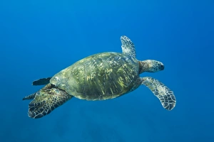 Adult male green sea turtle (Chelonia mydas) in the protected marine sanctuary at Honolua Bay on the northwest side of Adult male green sea turtle (Chelonia mydas) in the protected marine sanctuary at Honolua Bay on the northwest side of