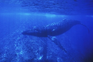 Adult male Humpback Whale (Megaptera novaeangliae) underwater at Molokini Crater near Adult male Humpback Whale (Megaptera novaeangliae) underwater at Molokini Crater near