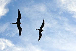 Adult male magnificent frigatebirds (Fregata magnificens) Adult male magnificent frigatebirds (Fregata magnificens)