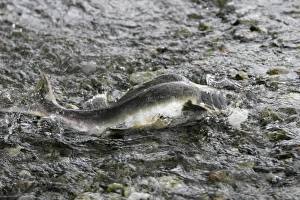 Adult male pink salmon (Oncorhynchus gorbuscha) spawning in a stream in southeast Alaska Adult male pink salmon (Oncorhynchus gorbuscha) spawning in a stream in southeast Alaska