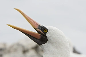 Adult Nazca booby head detail (Sula grantii) at nesting site on Punta Suarez on Espanola Adult Nazca booby head detail (Sula grantii) at nesting site on Punta Suarez on Espanola