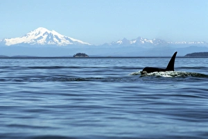 Adult Orca Bull, Orcinus Orca, surfacing in front of Mt. Baker, San Juan Islands, Washington Adult Orca Bull, Orcinus Orca, surfacing in front of Mt. Baker, San Juan Islands, Washington