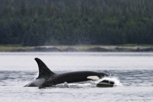 Adult Orca - also called Killer Whale - (Orcinus orca) surfacing in the calm waters of Adult Orca - also called Killer Whale - (Orcinus orca) surfacing in the calm waters of