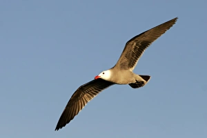 Adult plumage Herrmanns Gull (Larus heermanni) in the lower Gulf of California Adult plumage Herrmanns Gull (Larus heermanni) in the lower Gulf of California
