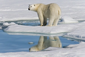 Adult polar bear (Ursus maritimus) reflected in melt water pool on multi-year ice floes in the Barents Sea off Adult polar bear (Ursus maritimus) reflected in melt water pool on multi-year ice floes in the Barents Sea off