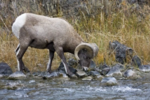 Adult Rocky Mountain bighorn sheep (Ovis canadensis canadensis) just outside the boundry of Yellowstone National Park Adult Rocky Mountain bighorn sheep (Ovis canadensis canadensis) just outside the boundry of Yellowstone National Park