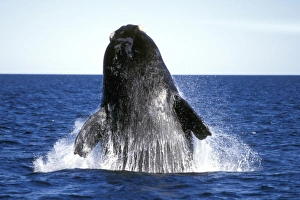 Adult Southern Right Whale (Eubalaena australis) breaching in Golfo Nuevo, Patagonia Adult Southern Right Whale (Eubalaena australis) breaching in Golfo Nuevo, Patagonia