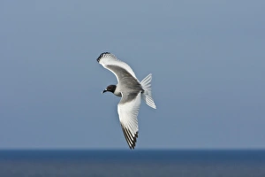 Adult Swallow-tailed gull (Creagrus furcatus) in flight on Espanola Island in Adult Swallow-tailed gull (Creagrus furcatus) in flight on Espanola Island in