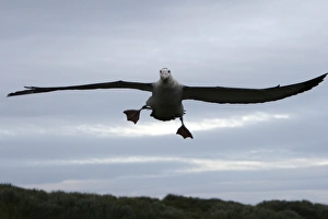 Adult wandering albatross (Diomedea exulans) taking off or landing on Prion Island Adult wandering albatross (Diomedea exulans) taking off or landing on Prion Island