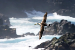 Adult waved albatross (Diomedea irrorata) in flight on Espanola Island in the Galapagos Adult waved albatross (Diomedea irrorata) in flight on Espanola Island in the Galapagos