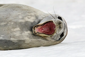 An adult Weddell seal (Leptonychotes weddellii) hauled out with mouth wide open An adult Weddell seal (Leptonychotes weddellii) hauled out with mouth wide open
