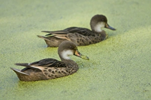 Adult white-cheeked pintail (Anas bahamensis) ducks in a freshwater pond in the highlands Adult white-cheeked pintail (Anas bahamensis) ducks in a freshwater pond in the highlands