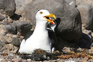 An adult yellow-footed gull (Larus livens) on the nesting area on Isla San Esteban in the An adult yellow-footed gull (Larus livens) on the nesting area on Isla San Esteban in the