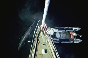 Aerial shot of the research yacht, The Song of the Whale Aerial shot of the research yacht, The Song of the Whale