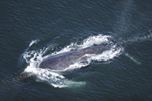 Aerial view of adult humpback Whale (Megaptera novaeangliae Aerial view of adult humpback Whale (Megaptera novaeangliae
