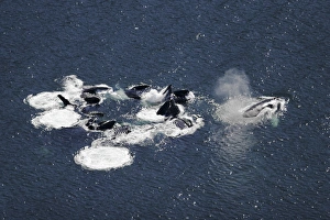 Aerial view of adult humpback whales (Megaptera novaeangliae Aerial view of adult humpback whales (Megaptera novaeangliae