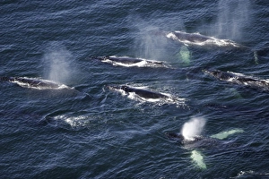 Aerial view of feeding humpback Whales (Megaptera novaeangliae Aerial view of feeding humpback Whales (Megaptera novaeangliae