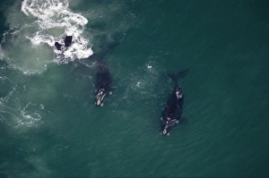 Aerial view of Southern right whales (Eubalaena australis) in feeding grounds Aerial view of Southern right whales (Eubalaena australis) in feeding grounds
