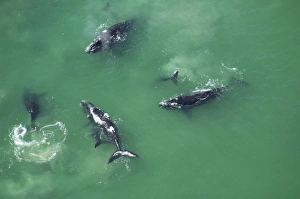 Aerial view of Southern right whales with calfs (Balaena glacialis australis Aerial view of Southern right whales with calfs (Balaena glacialis australis