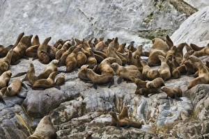 All ages and both sexes of northern (Steller) sea lions (Eumetopias jubatus) All ages and both sexes of northern (Steller) sea lions (Eumetopias jubatus)
