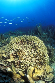 Anchor damaged Coral (Antler Pocillopora Coral, Pocillopora sp.). Gorontalo, Sulaweis, Indonesia Anchor damaged Coral (Antler Pocillopora Coral, Pocillopora sp.). Gorontalo, Sulaweis, Indonesia