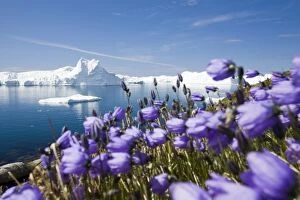 Suns Energy Gallery: Arctic flowers and Icebergs from the Jacobshavn glacier or Sermeq Kujalleq drains 7% of
