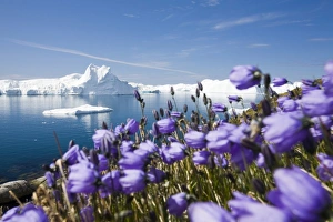 Arctic flowers and Icebergs from the Jacobshavn glacier or Sermeq Kujalleq drains 7% of the Greenland ice sheet Arctic flowers and Icebergs from the Jacobshavn glacier or Sermeq Kujalleq drains 7% of the Greenland ice sheet
