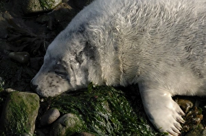 Atlantic grey seal pup lying on beach Martins Haven, Marloes, Pembrokeshire, Wales, UK, Europe Atlantic grey seal pup lying on beach Martins Haven, Marloes, Pembrokeshire, Wales, UK, Europe