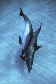 Atlantic Spotted Dolphin pair (Stenella frontalis) underwater on the Little Bahama Banks Atlantic Spotted Dolphin pair (Stenella frontalis) underwater on the Little Bahama Banks