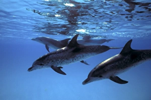 Atlantic Spotted Dolphin pod (Stenella frontalis) underwater on the Little Bahama Banks Atlantic Spotted Dolphin pod (Stenella frontalis) underwater on the Little Bahama Banks