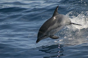 Atlantic spotted dolphin porpoising (Stenella frontalis) Azores, Atlantic Ocean (RR) Atlantic spotted dolphin porpoising (Stenella frontalis) Azores, Atlantic Ocean (RR)