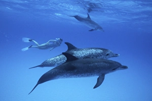 Atlantic Spotted Dolphin, Stenella frontalis, underwater on the Little Bahama Banks, GB Atlantic Spotted Dolphin, Stenella frontalis, underwater on the Little Bahama Banks, GB