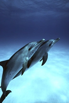 Atlantic Spotted Dolphin (Stenella frontalis) calves underwater on the Little Bahama Atlantic Spotted Dolphin (Stenella frontalis) calves underwater on the Little Bahama