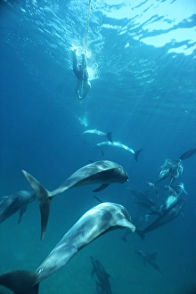 Atlantic spotted dolphins (Stenella frontalis) and snorkellers towing on a rope behind Atlantic spotted dolphins (Stenella frontalis) and snorkellers towing on a rope behind