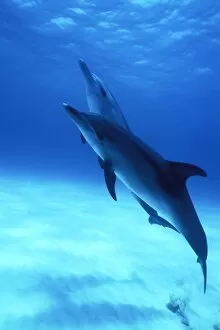 Atlantic Spotted Dolphins (Stenella frontalis) underwater on the Little Bahama Banks, Grand Bahama Island, Bahamas