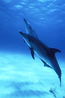 Hawaiian Spinner Dolphin Baby Jumping, Masa Ushioda Photography