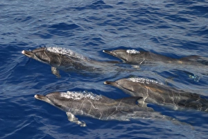 Atlantic spotted dolphins surfacing (Stenella frontalis) Azores, Atlantic Ocean (RR) Atlantic spotted dolphins surfacing (Stenella frontalis) Azores, Atlantic Ocean (RR)